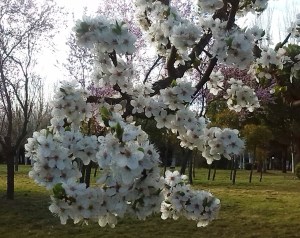 IMG_20150326_182936 1