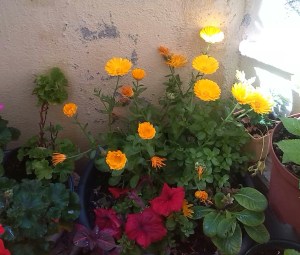 IMG_20150510_113024-1