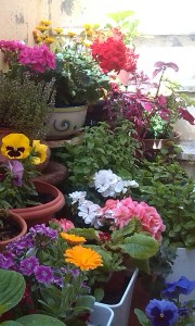 IMG_20150510_115014-1