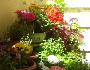 IMG_20150510_120423-1