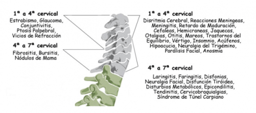 cervicales-e1437973982137